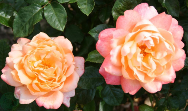 Rosa 'Sir Lancelot'