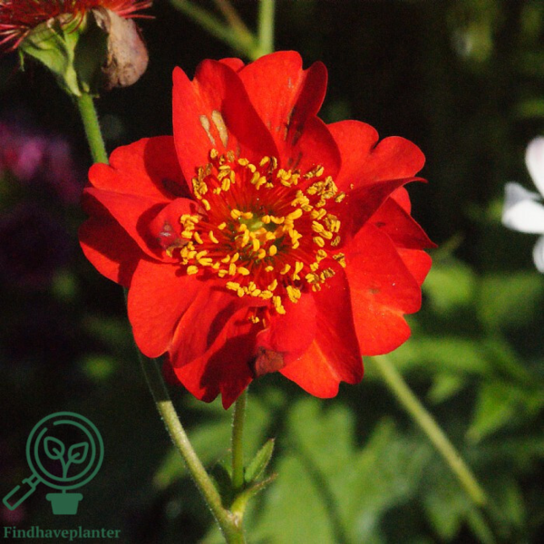 Geum chiloense 'Mrs. Bradshaw', Nellikerod