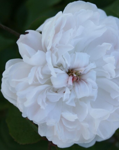 Rosa 'White Jacques Cartier'