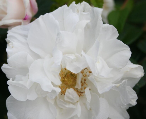 Rosa rugosa 'Louis Bugnet'