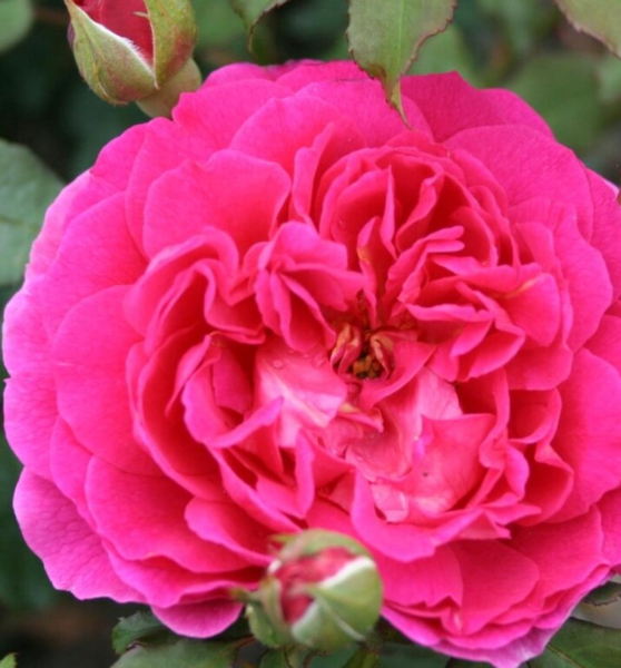 Rosa 'Gabriel Oak' (Auscrowd)