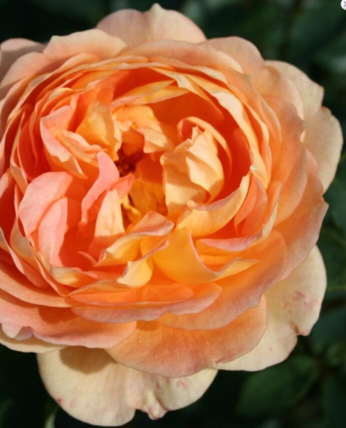 Rosa 'Lady of Shalott' (Ausnyson)