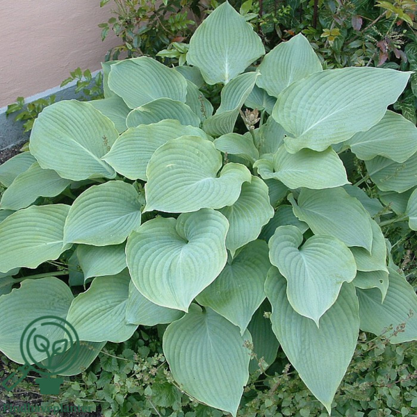 Hosta sieboldiana, Funkia