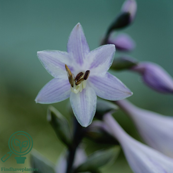 Hosta sieboldiana, Funkia