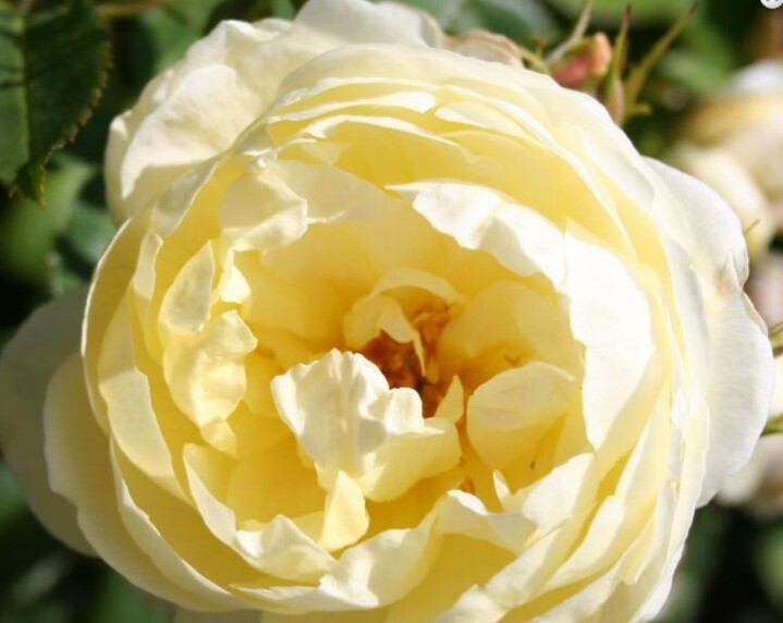 Rosa 'Vanessa Bell