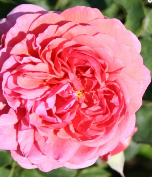 Rosa Pr. Alexandra of Kent (Ausmerchant)