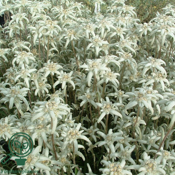 Leontopodium alpinum, Edelweiss
