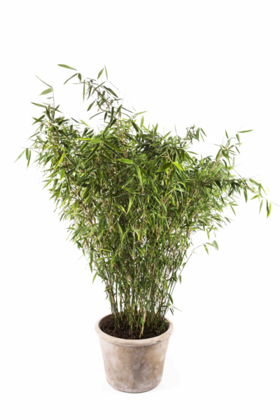 Fargesia nitida 'Trifina', Sort bambus