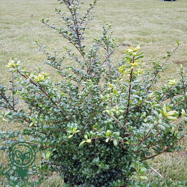 Ilex crenata 'Convexa', Dværgkristtorn
