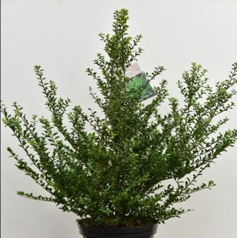 Ilex crenata 'Convexa', Dværgkristtorn