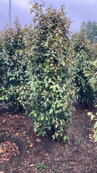 Elaeagnus ebbingei 'Compacta', Sølvblad