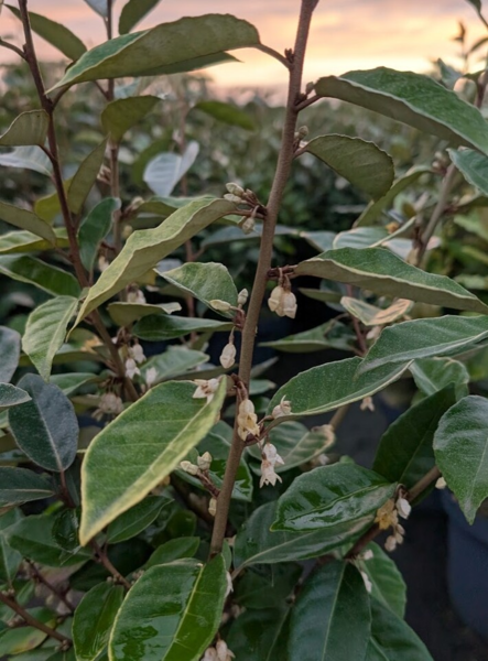 Elaeagnus ebbingei 'Compacta', Sølvblad