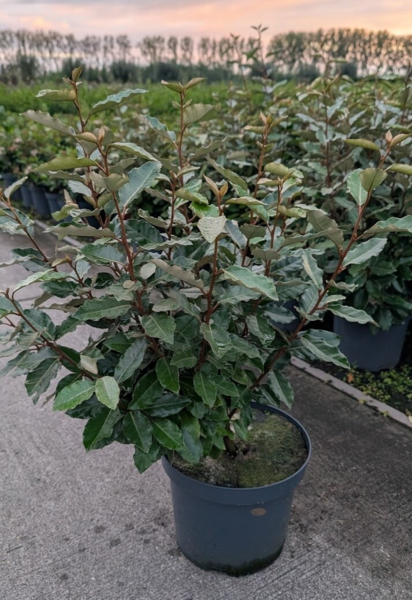 Elaeagnus ebbingei 'Compacta', Sølvblad