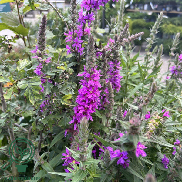 Lythrum salicaria, Kattehale