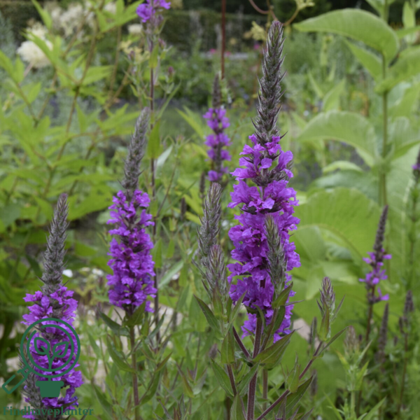 Lythrum salicaria, Kattehale