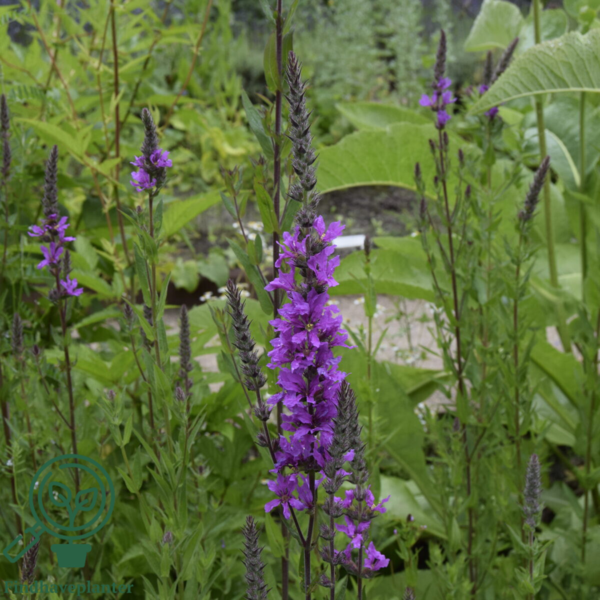 Lythrum salicaria, Kattehale