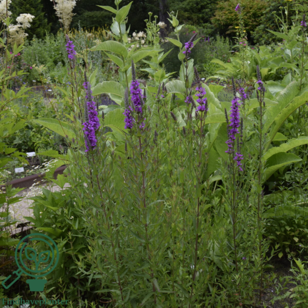 Lythrum salicaria, Kattehale