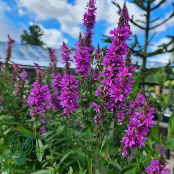 Lythrum salicaria, Kattehale