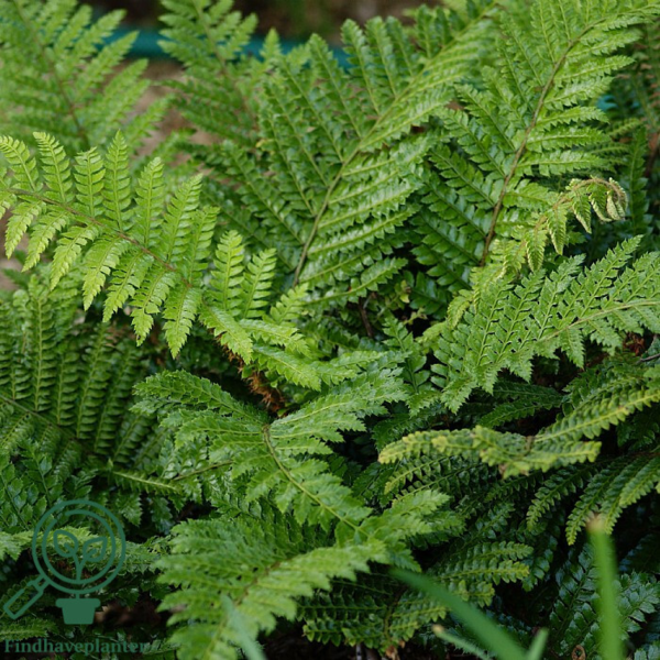 Polystichum polyblepharum, Japansk mosbregne