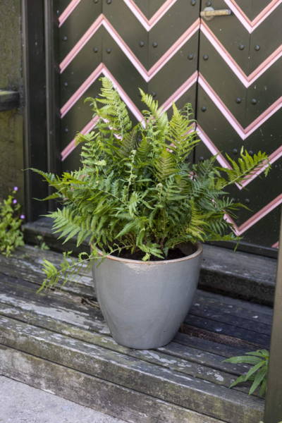 Polystichum polyblepharum, Japansk mosbregne