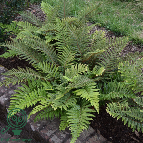 Polystichum polyblepharum, Japansk mosbregne