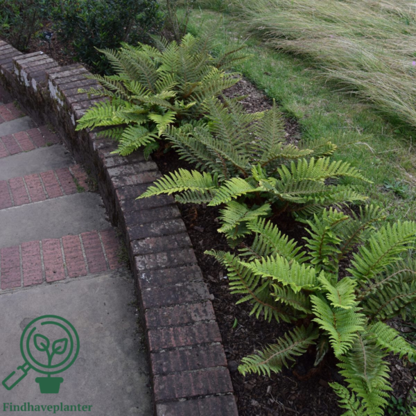 Polystichum polyblepharum, Japansk mosbregne
