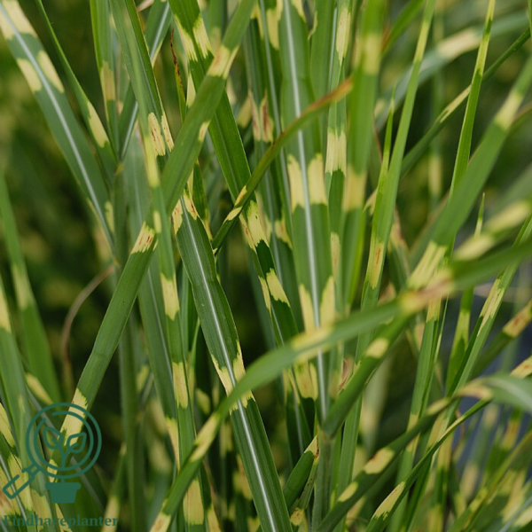 Miscanthus sinensis 'Zebrinus', Zebra Grass