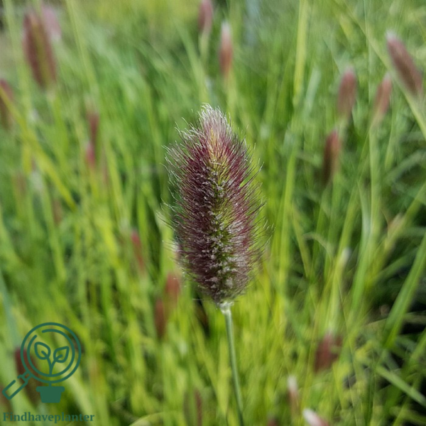Pennisetum alopecuroides 'Little Bunny', Lampepudsergræs