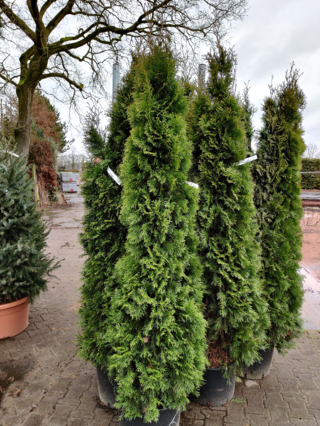 Thuja occidentalis 'Smaragd' 80-100cm