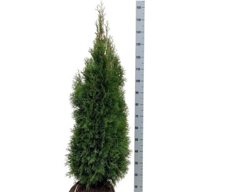 Thuja occidentalis 'Smaragd' 80-100cm