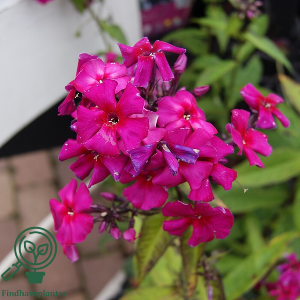 Phlox paniculata 'Kirchenfürst', Høstfloks