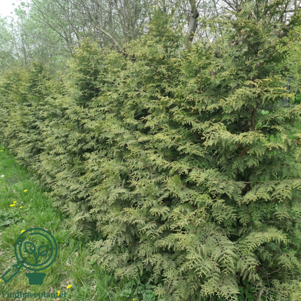 Thuja occidentalis 'Brabant' 180-200cm