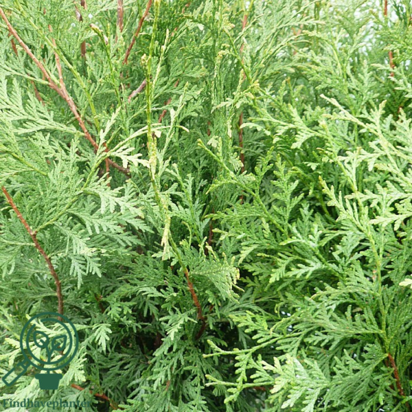 Thuja occidentalis 'Brabant' 160-180cm