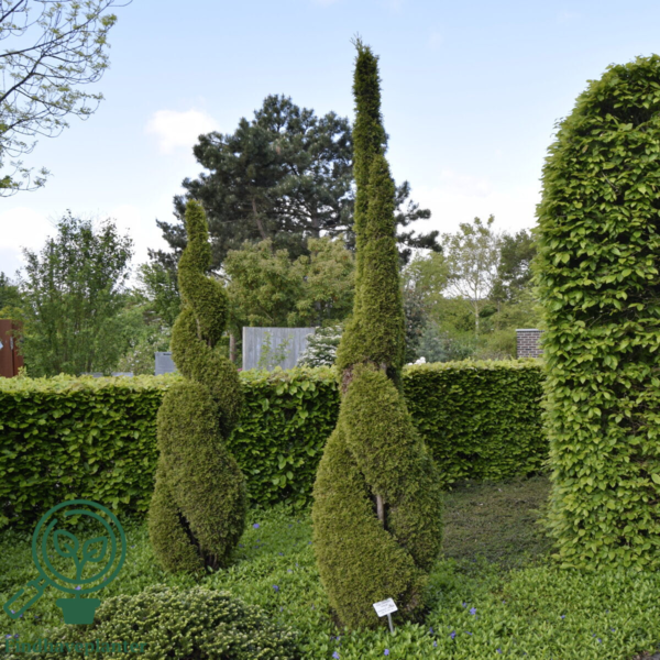 Thuja occidentalis 'Smaragd' 100-120cm