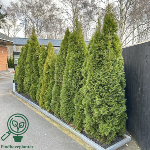 Thuja occidentalis 'Smaragd' 100-120cm