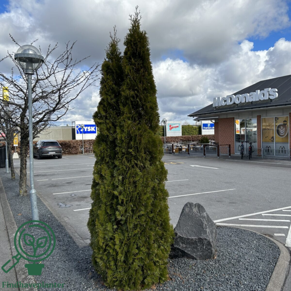 Thuja occidentalis 'Smaragd' 120-140cm