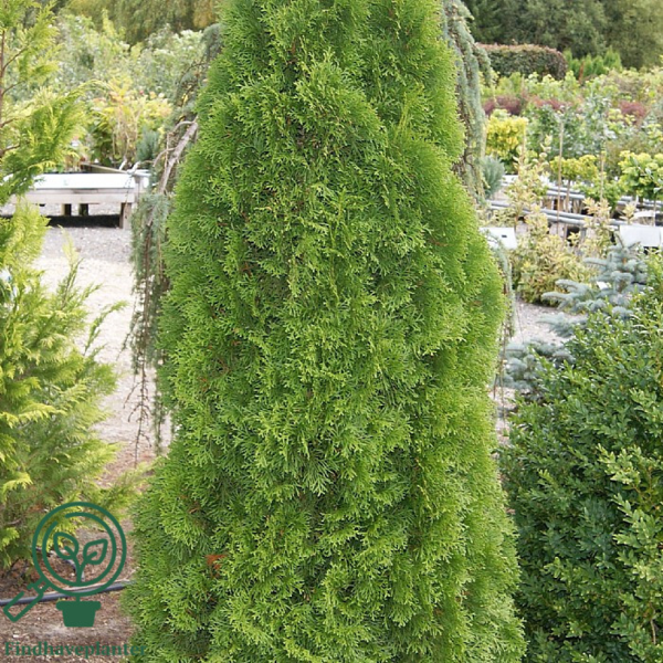 Thuja occidentalis 'Smaragd' 180-200cm