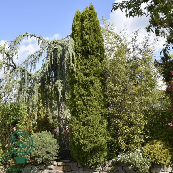 Thuja occidentalis 'Smaragd' 180-200cm