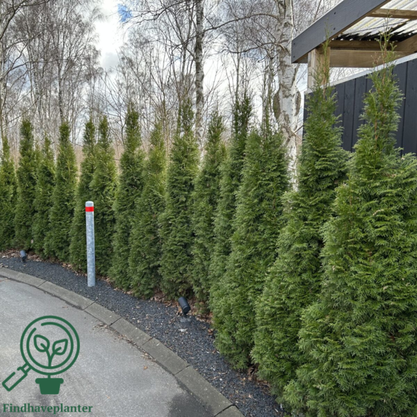 Thuja occidentalis 'Smaragd' 180-200cm