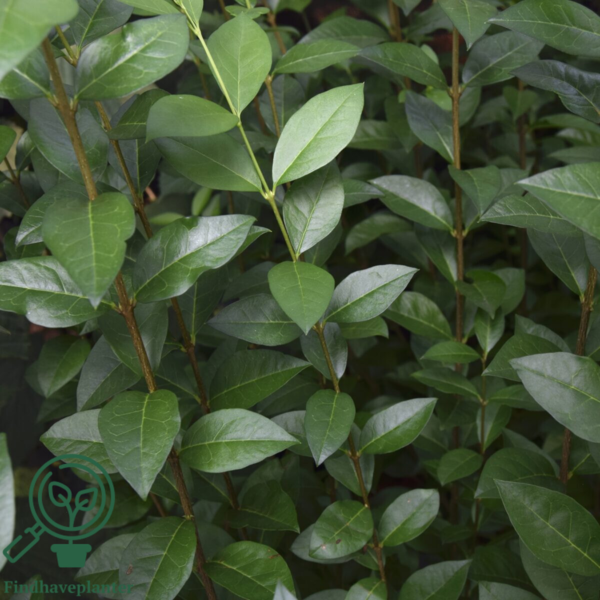 Ligustrum ovalifolium, Bredbladet liguster 100-125cm