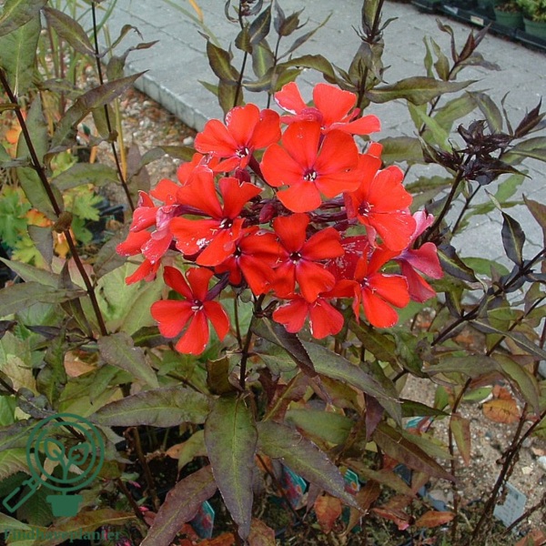 Phlox paniculata 'Starfire', Høstfloks