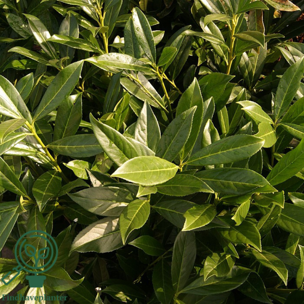 Prunus laur. 'Caucasica', Kirsebærlaurbær  60-80cm
