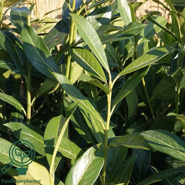 Prunus laur. 'Caucasica', Kirsebærlaurbær  60-80cm