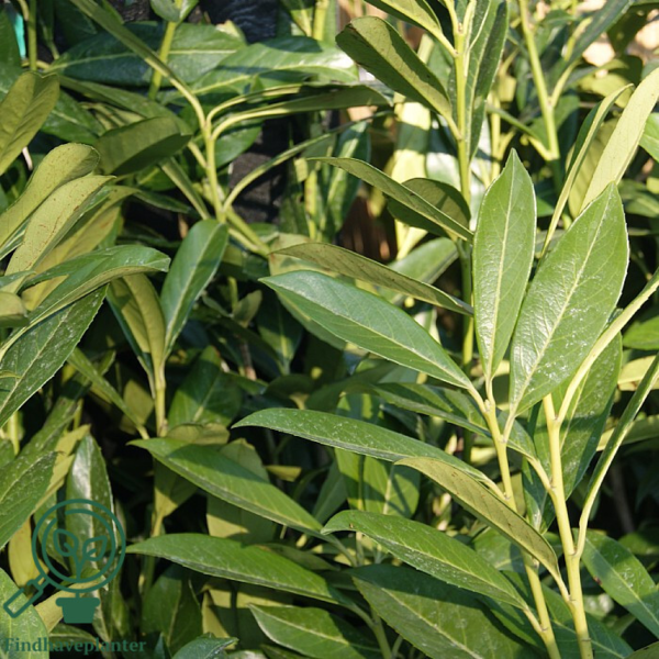 Prunus laur. 'Caucasica', Kirsebærlaurbær  80-100cm
