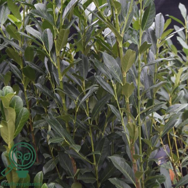 Prunus laur. 'Elly', Kirsebærlaurbær  80-100cm