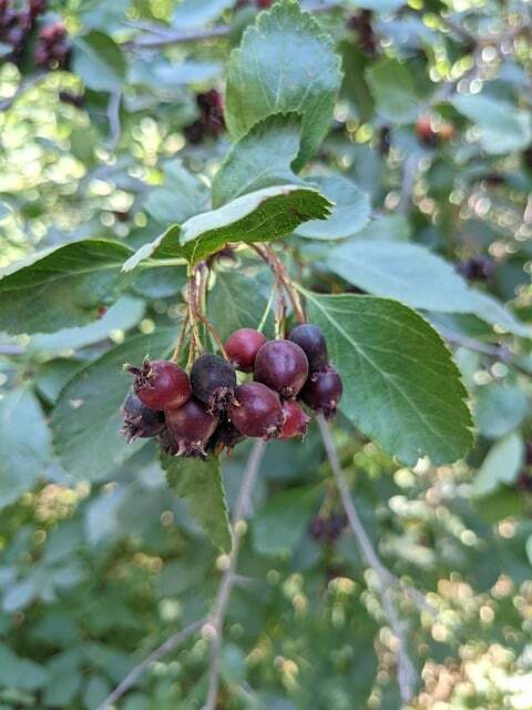 Amelanchier spicata, Bærmispel