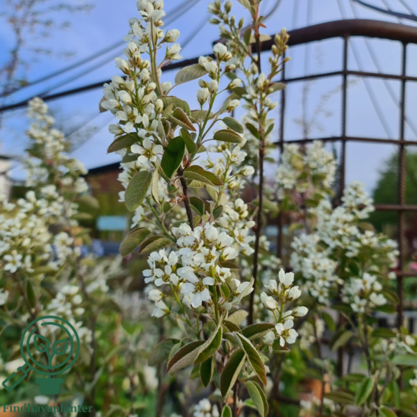 Amelanchier spicata, Bærmispel