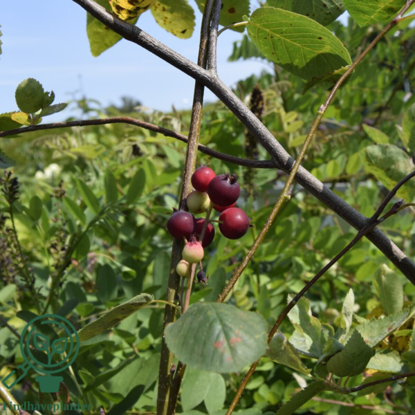 Amelanchier spicata, Bærmispel
