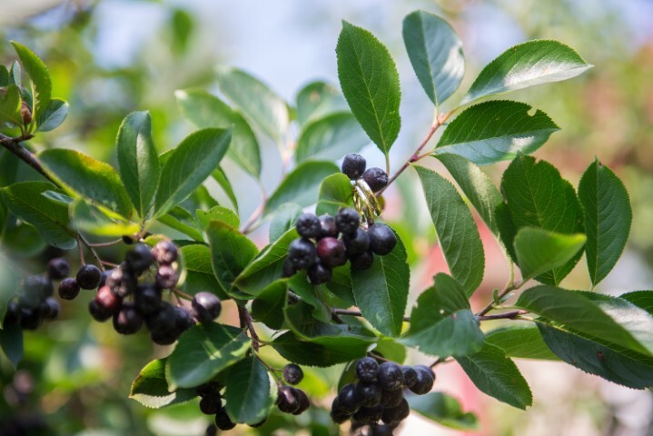 Aronia prunifolia 'Kolorit', Surbær (barrods)