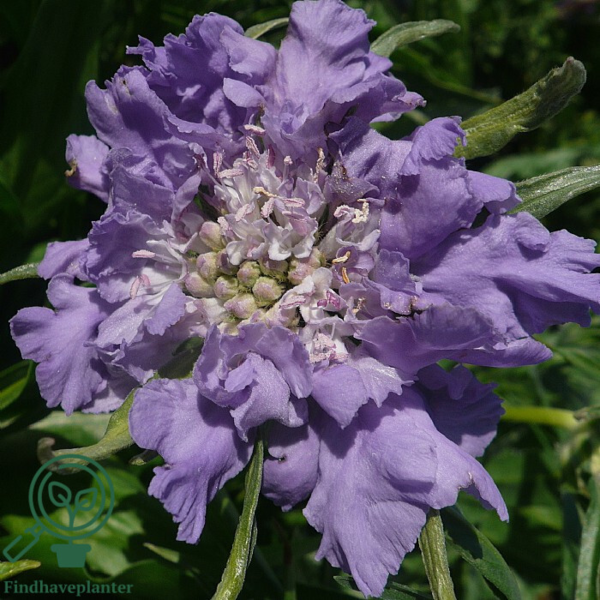 Scabiosa caucasica 'Perfecta', Kaukasisk skabiose